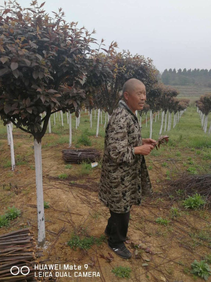高杆红叶李8一16cm自家山种植，无中介，湖北钟祥杨桥