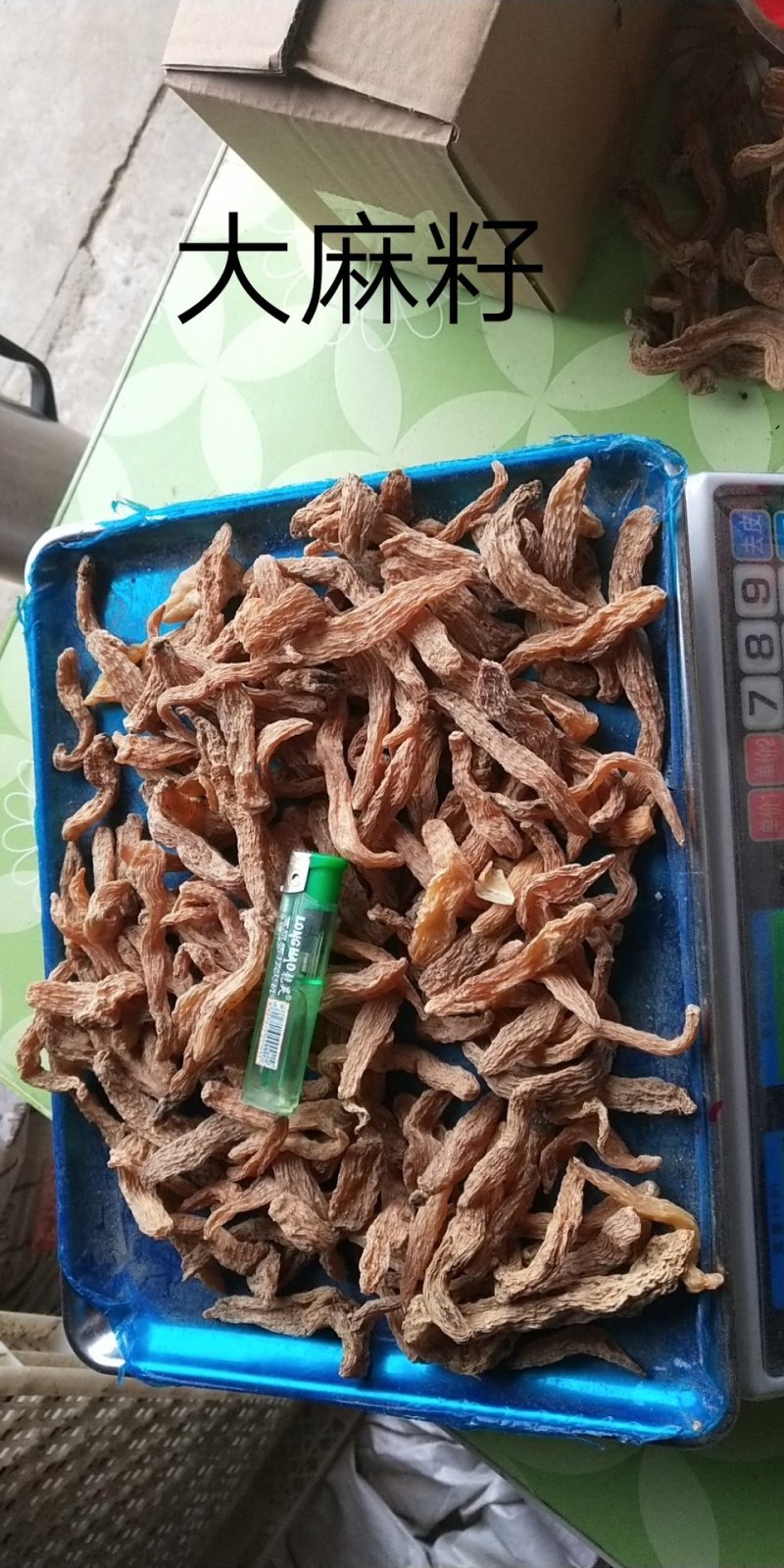 包邮自然环境生长小干天麻籽小金麻籽颜色靓货干形短