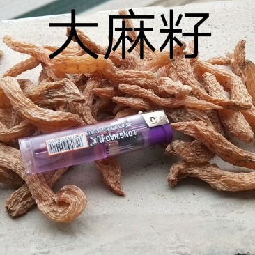 包邮自然环境生长小干天麻籽小金麻籽颜色靓货干形短