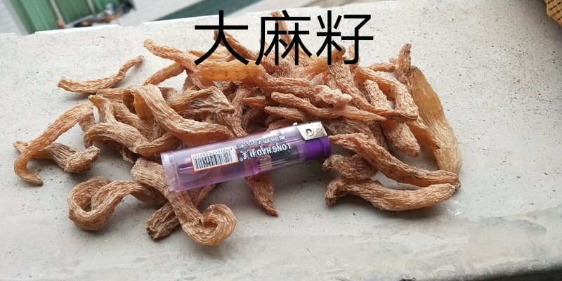 包邮自然环境生长小干天麻籽小金麻籽颜色靓货干形短