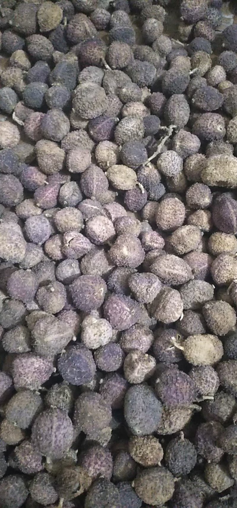 鲜春砂仁干砂仁各种规格都有，欢迎老板来洽谈！