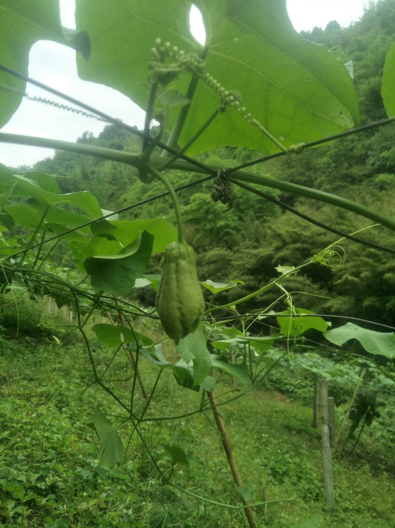 佛手瓜