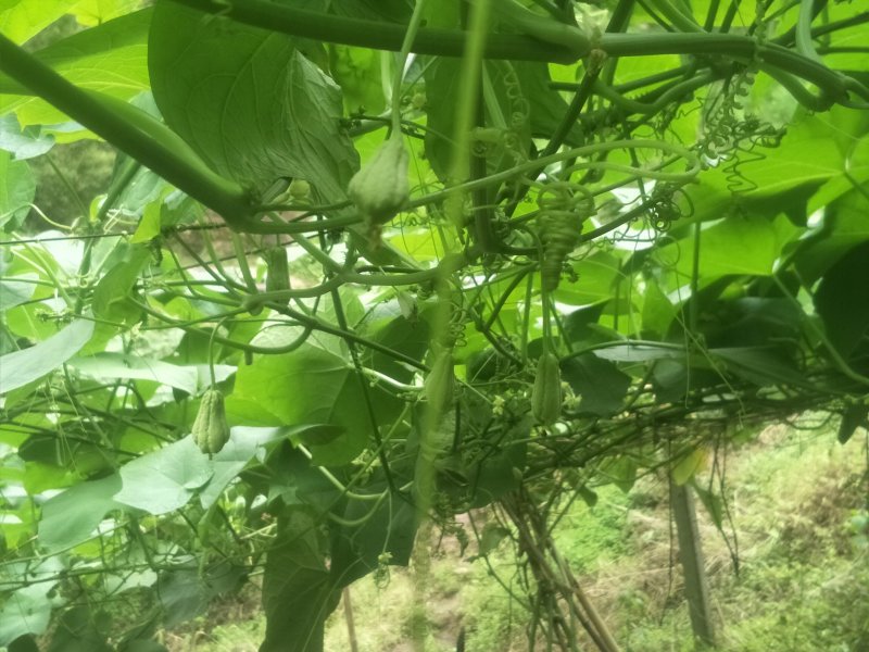 佛手瓜