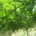 佛手瓜
