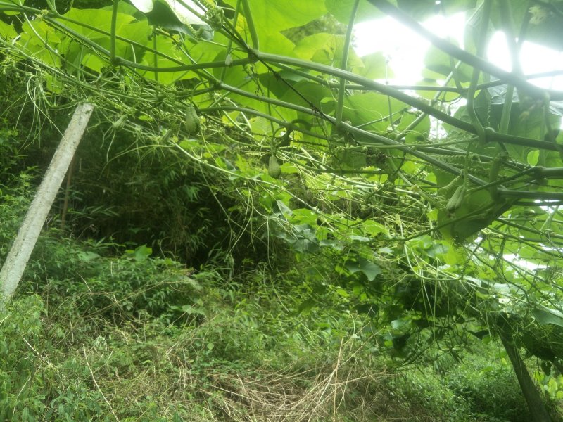 佛手瓜