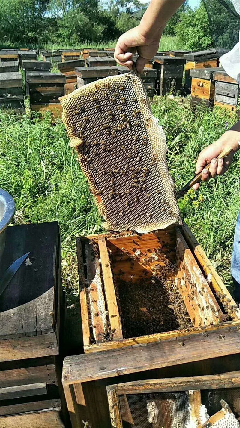 零售批发排蜂土蜂蜜