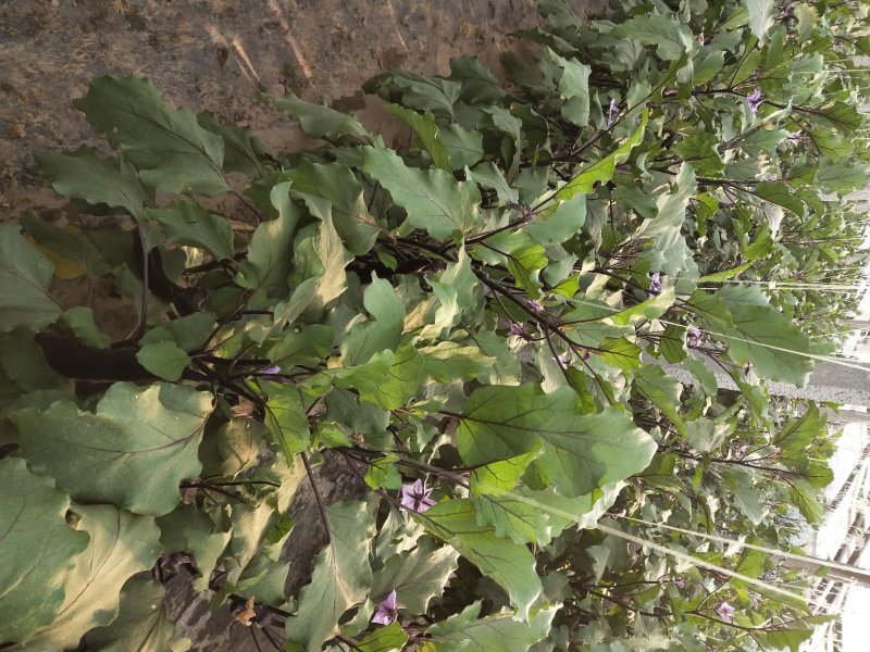 各种型号高温瓜菜专用绳