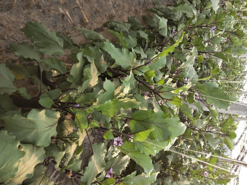 各种型号高温瓜菜专用绳
