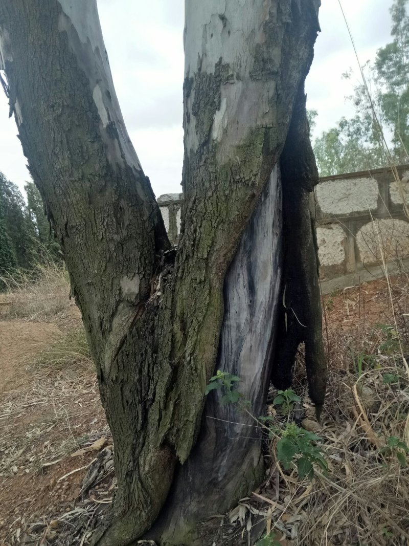 桉树