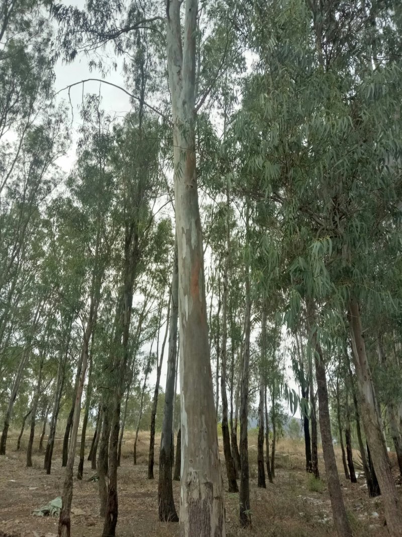 桉树
