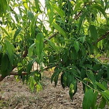 出售北京14号接穗