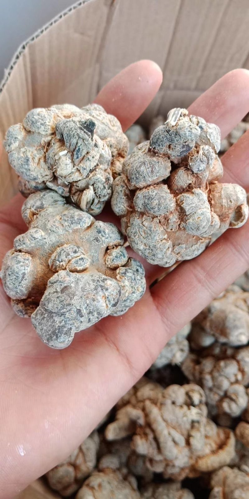 【推荐】正宗云南文山三七产地直供可磨粉可切片