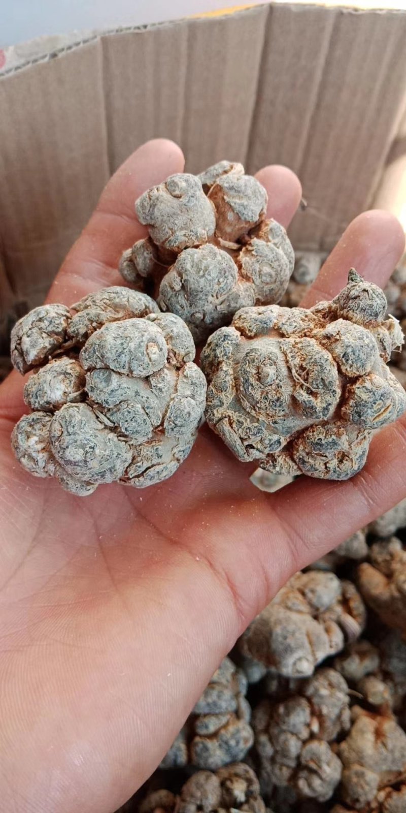 【推荐】正宗云南文山三七产地直供可磨粉可切片