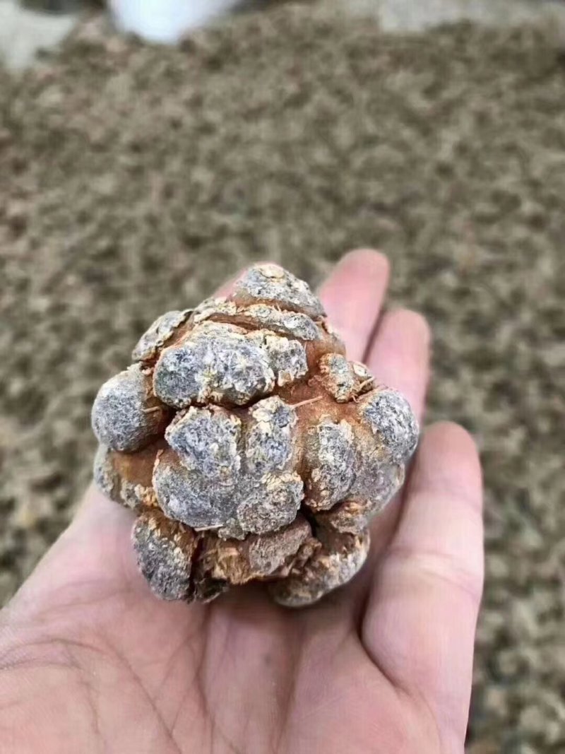 【推荐】正宗云南文山三七产地直供可磨粉可切片