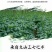 【推荐】正宗云南文山三七产地直供可磨粉可切片