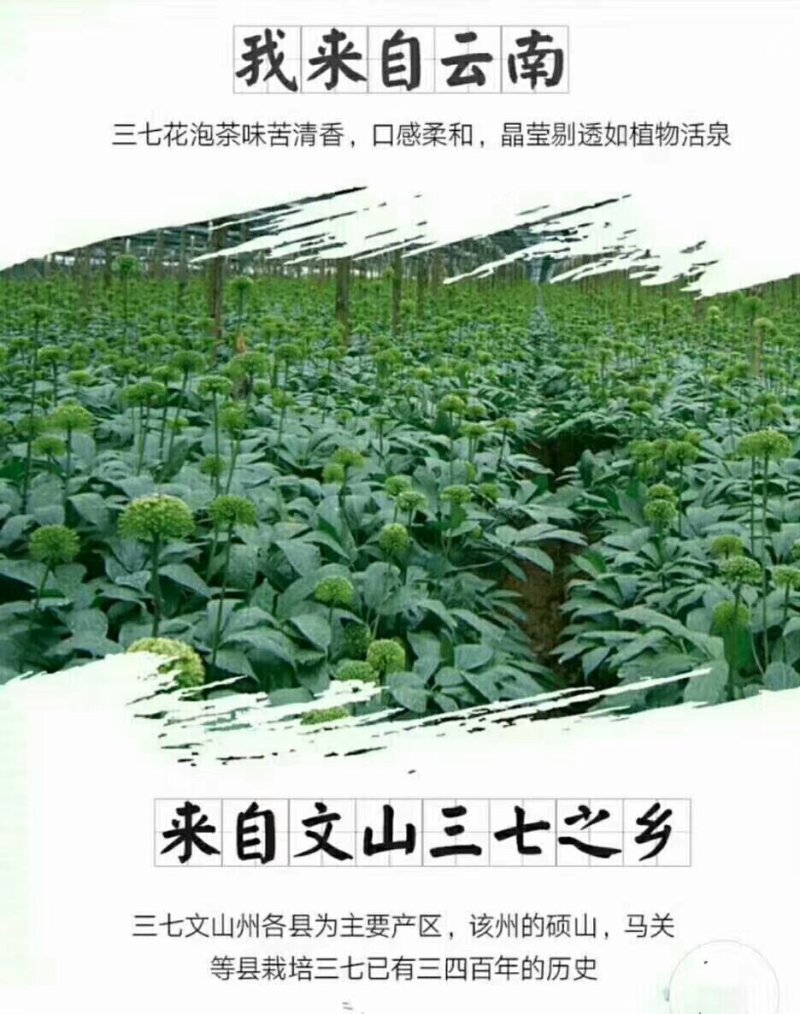 【推荐】正宗云南文山三七产地直供可磨粉可切片