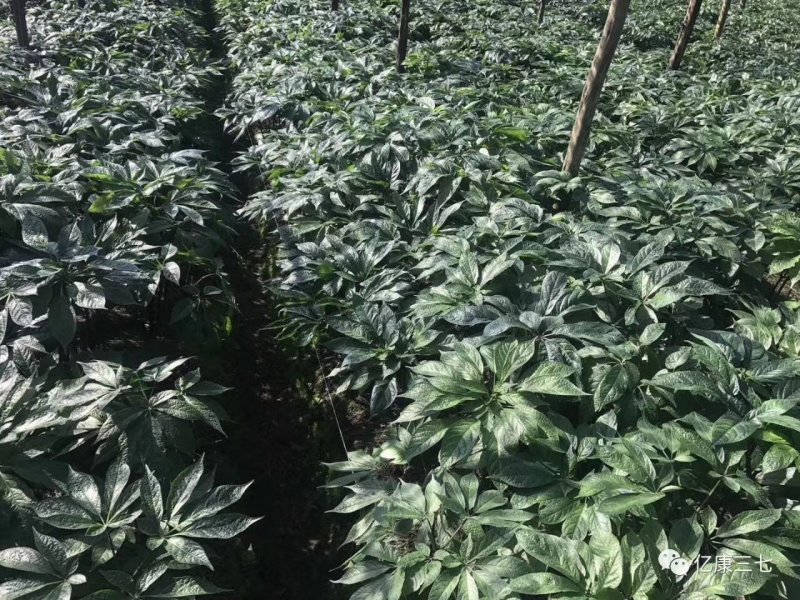 【推荐】正宗云南文山三七产地直供可磨粉可切片