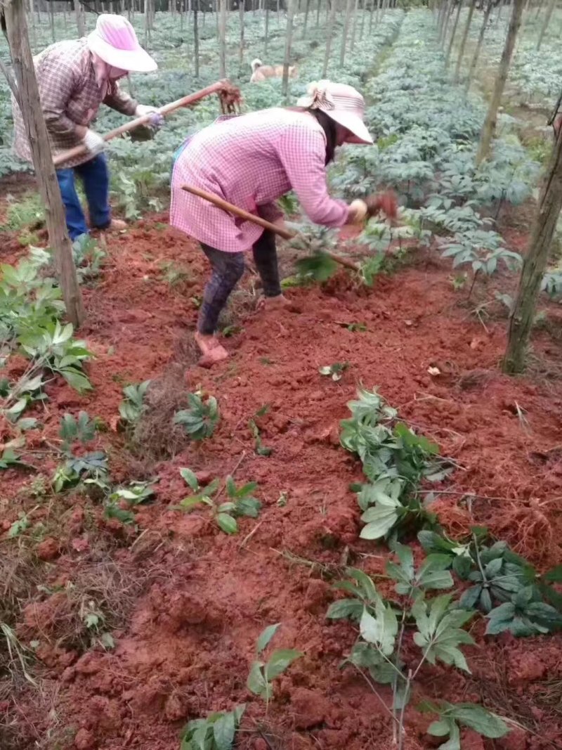 【推荐】正宗云南文山三七产地直供可磨粉可切片