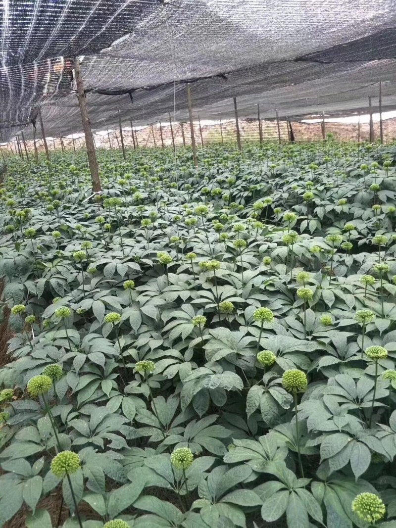 【推荐】正宗云南文山三七产地直供可磨粉可切片