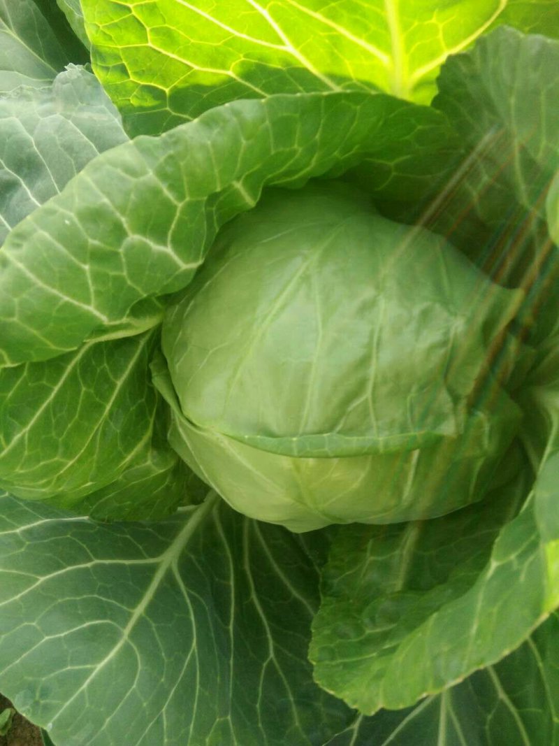 甘蓝大量现货，需要的联系我！……