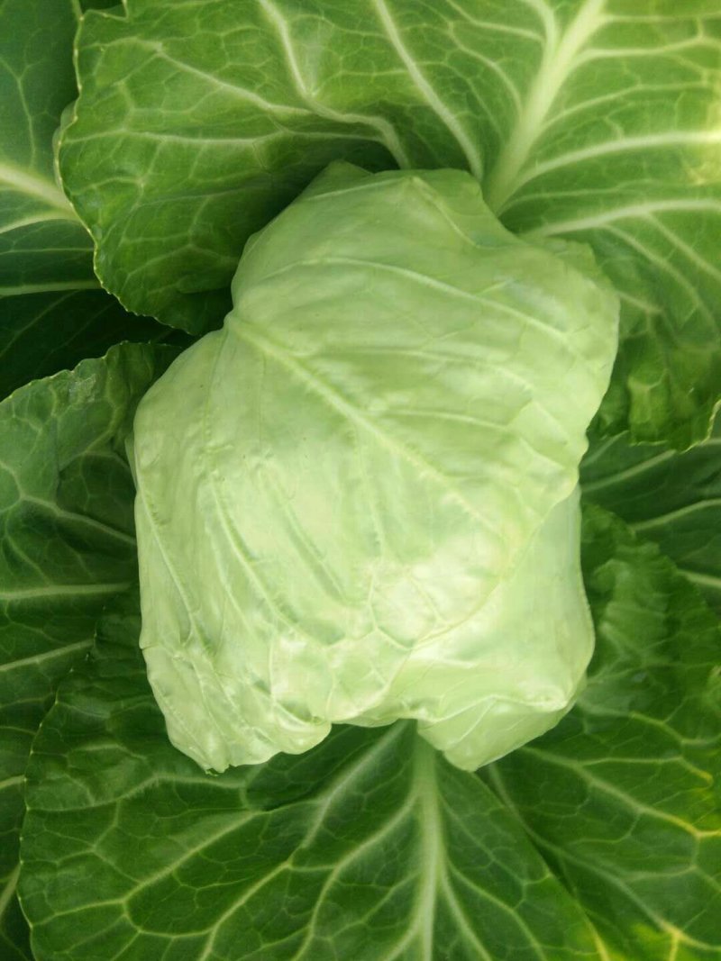 甘蓝大量现货，需要的联系我！……