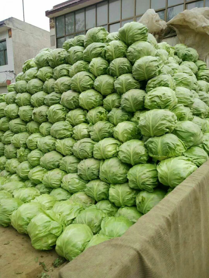甘蓝大量现货，需要的联系我！……