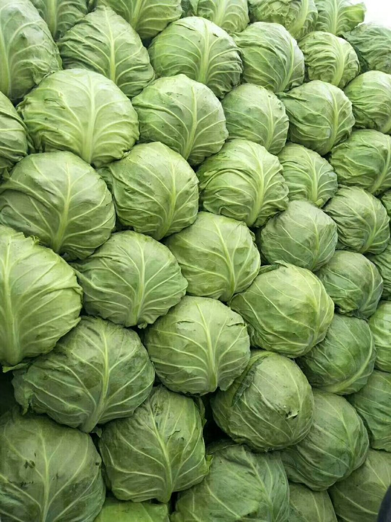 甘蓝大量现货，需要的联系我！……