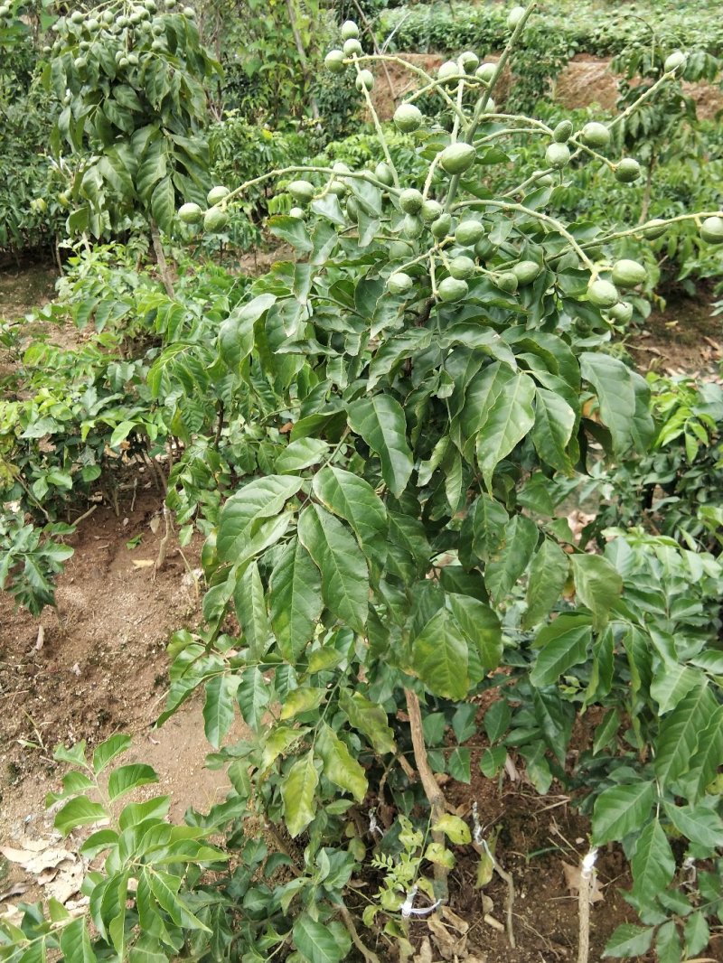 黄皮果苗当年种植当年结果