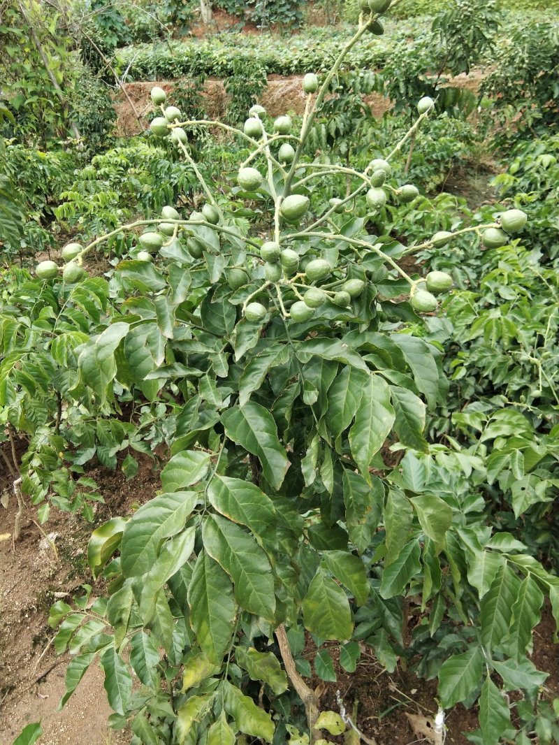 黄皮果苗当年种植当年结果