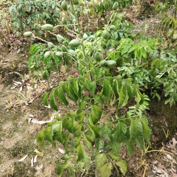 黄皮果苗当年种植当年结果