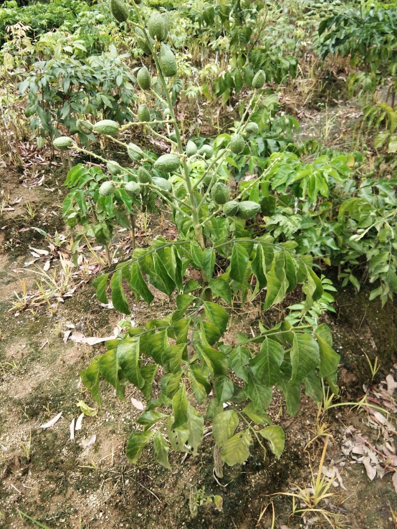 黄皮果苗当年种植当年结果