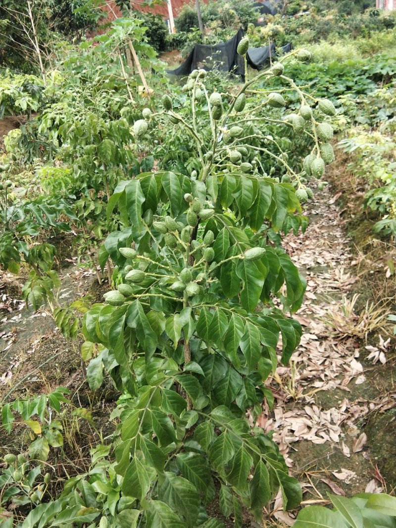黄皮果苗当年种植当年结果