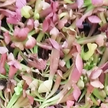 捕蝇草食虫系列瓶子草，产地直发，量大价优，欢迎进店联系