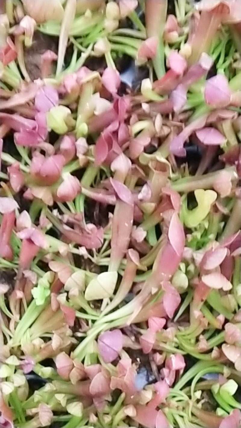 捕蝇草食虫系列瓶子草，产地直发，量大价优，欢迎进店联系