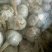 金乡大蒜紫皮蒜加工各规格包装！一吨起批。量大从优。
