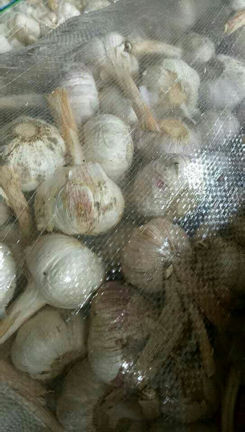 金乡大蒜紫皮蒜加工各规格包装！一吨起批。量大从优。