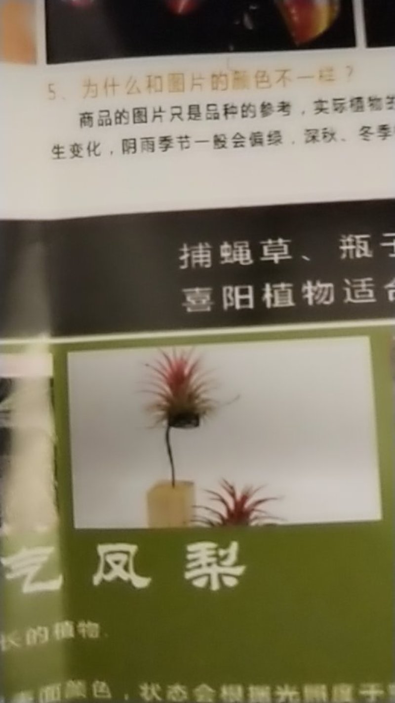 捕蝇草食虫系列瓶子草，产地直发，量大价优，欢迎进店联系