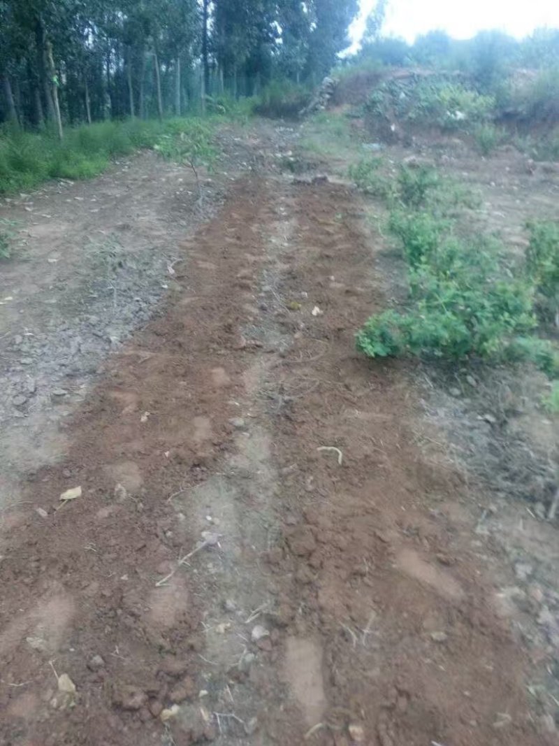 金银花