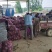 洋葱，精品洋葱，物美价廉，合作共赢。需要的老板前来联系我