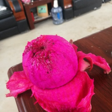 火龙果苗