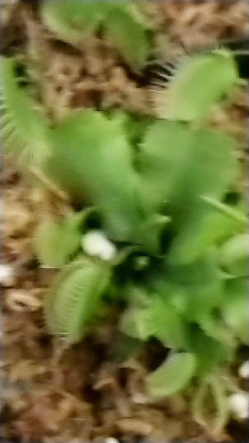 捕蝇草食虫系列瓶子草，产地直发，量大价优，欢迎进店联系