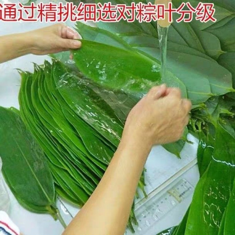 新鲜粽叶野生粽叶新鲜粽叶