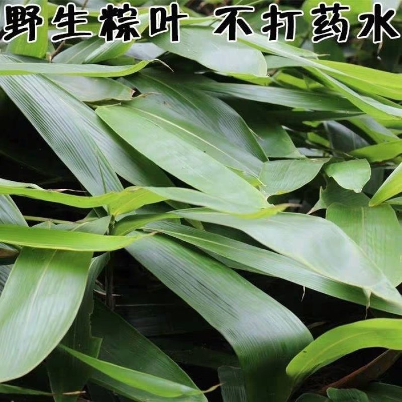 新鲜粽叶野生粽叶新鲜粽叶