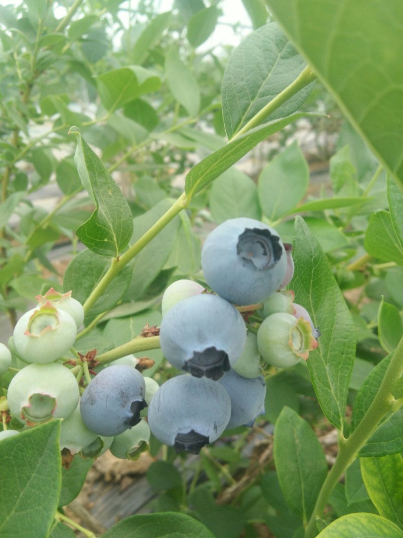 位于北纬39°的大连庄河蓝莓之乡好山好水好蓝莓