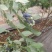 位于北纬39°的大连庄河蓝莓之乡好山好水好蓝莓