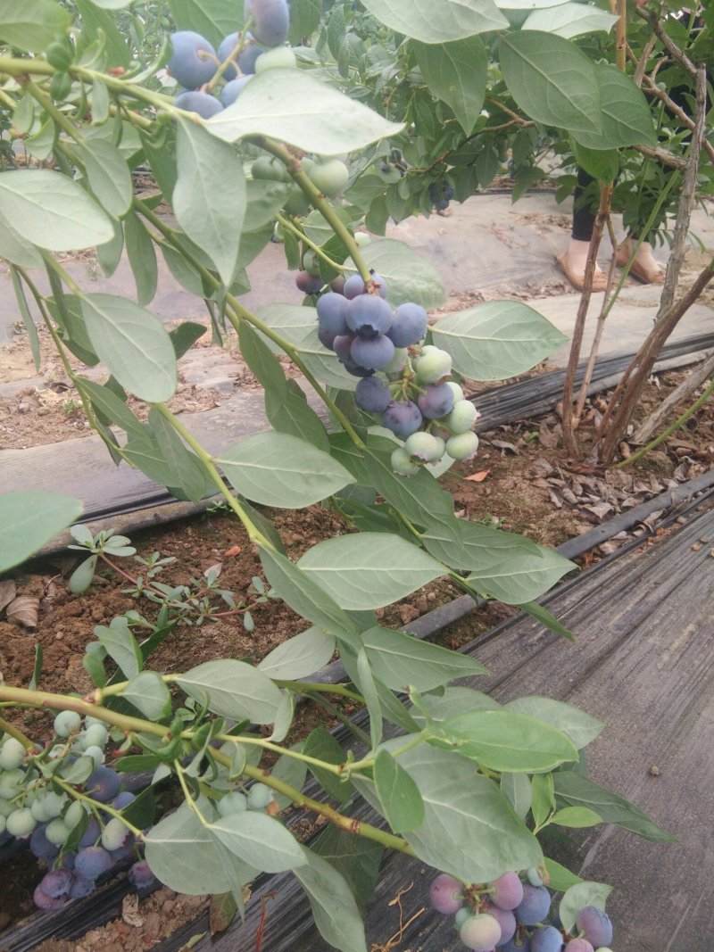 位于北纬39°的大连庄河蓝莓之乡好山好水好蓝莓