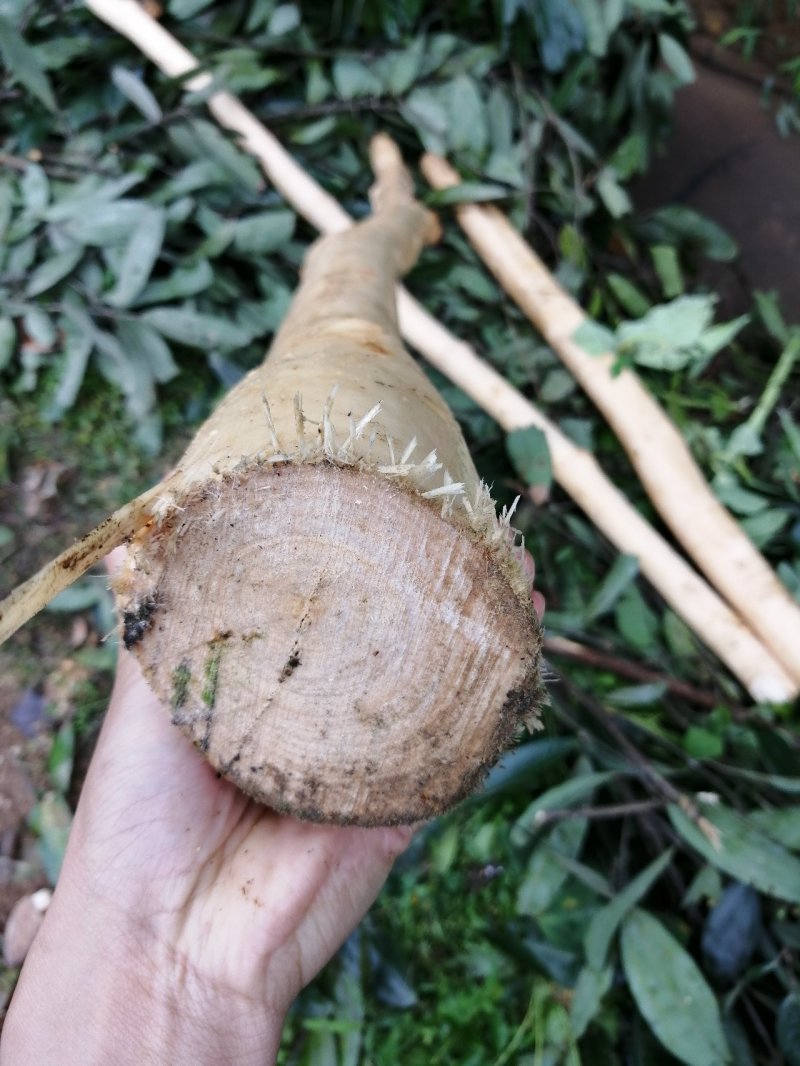 广西肉桂/桂皮，纯天然晒干无硫包邮价
