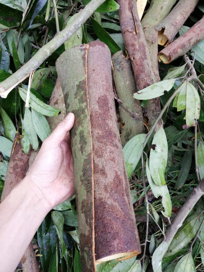 广西肉桂/桂皮，纯天然晒干无硫包邮价