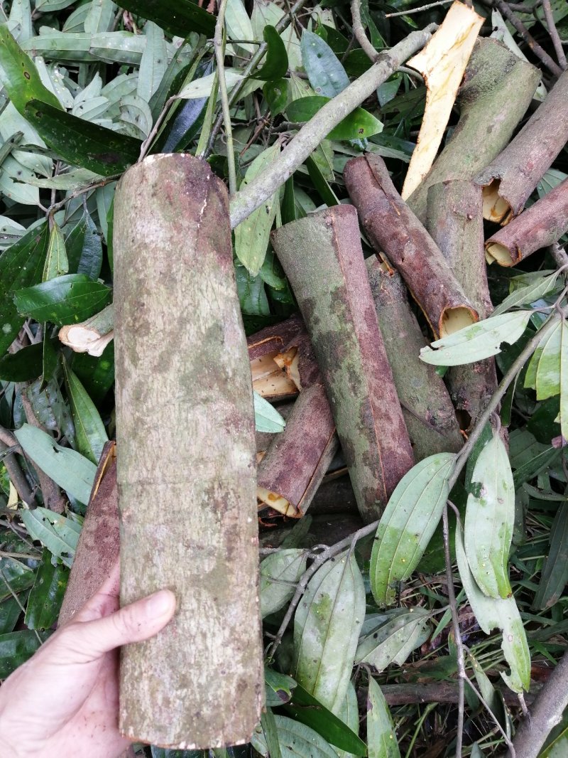 广西肉桂/桂皮，纯天然晒干无硫包邮价