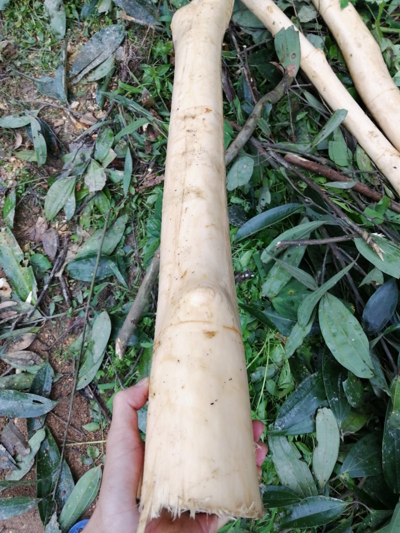 广西肉桂/桂皮，纯天然晒干无硫包邮价